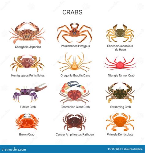 Different Types of Crab (With Pictures) .